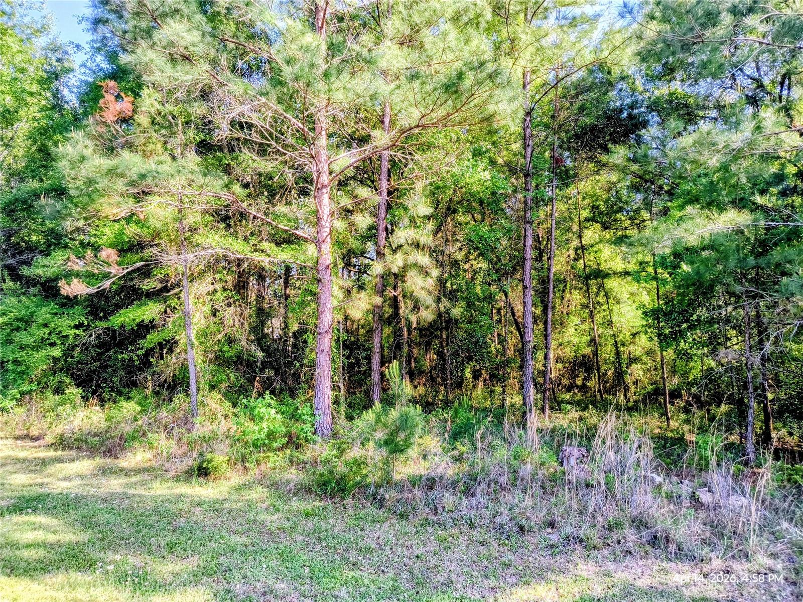 Details for Tbd 142nd Street, WILLISTON, FL 32696