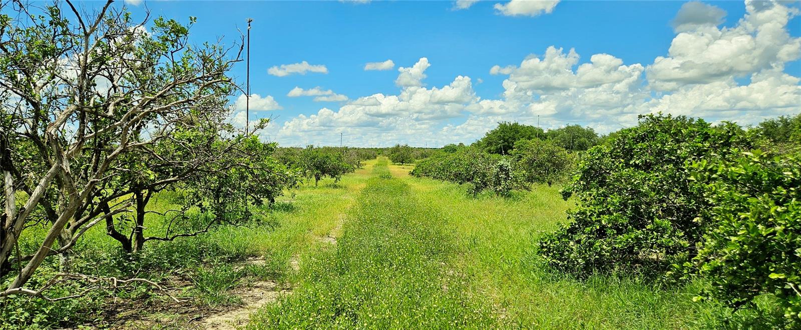 Image 2 of 5 For Lake Reedy Boulevard