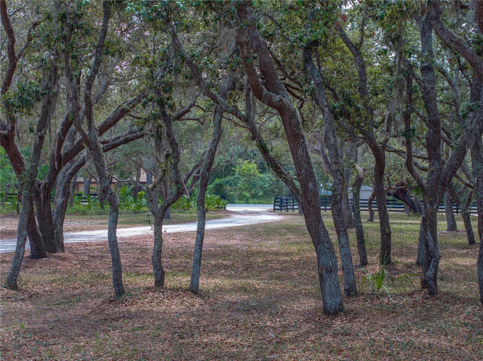 Listing photo id 66 for 3805 Mammoth Grove Road
