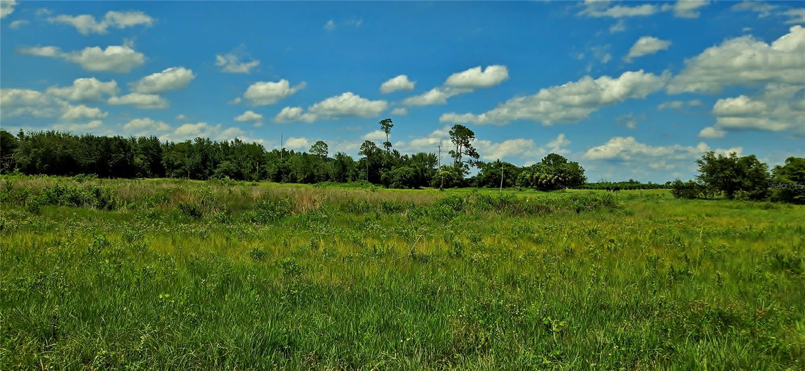 Image 6 of 7 For Mammoth Grove Road