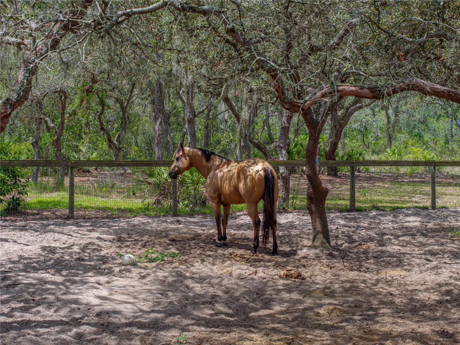 Image 48 of 80 For 2015 Tiger Creek Trail