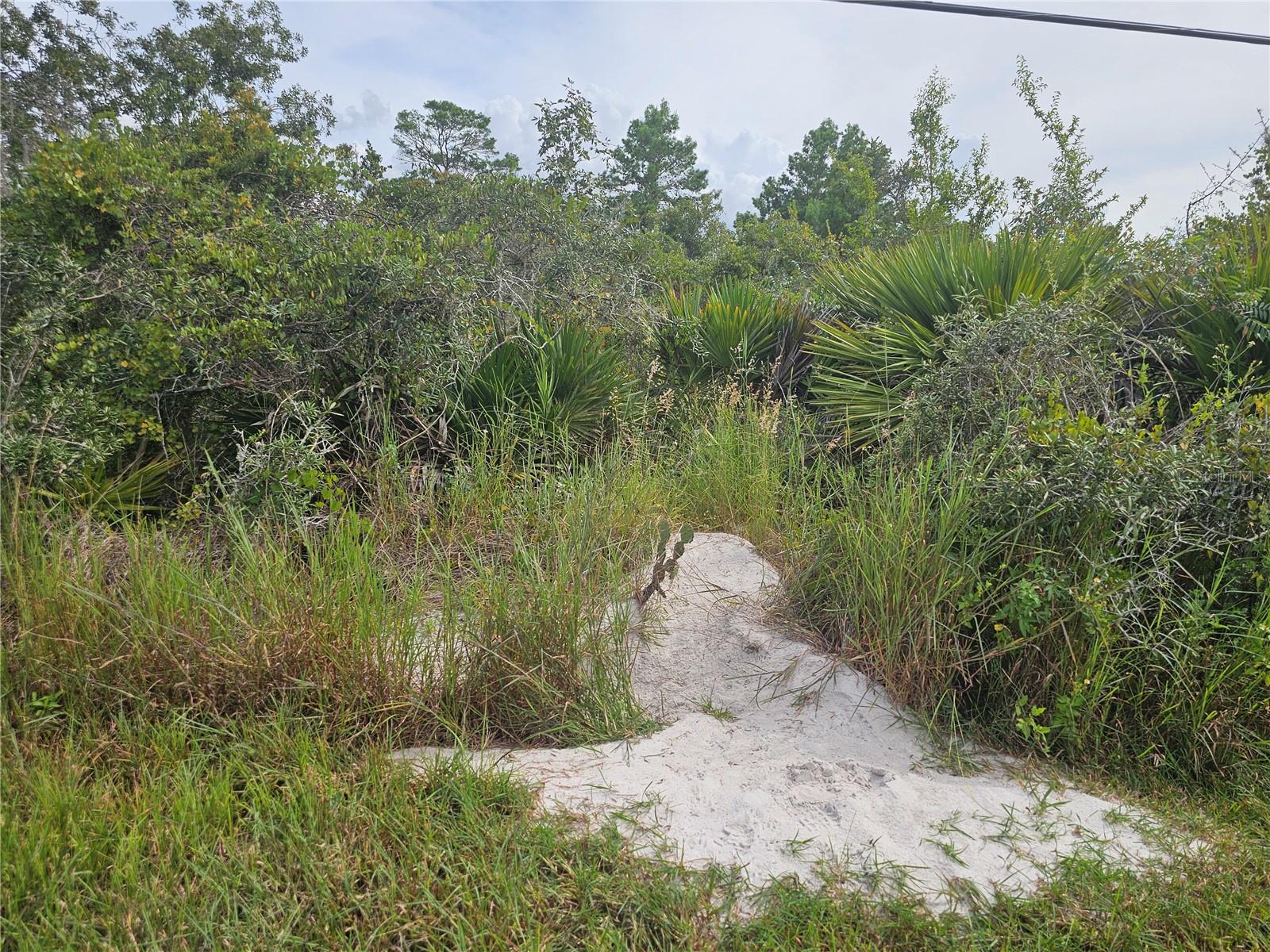 Image 4 of 7 For 1009 Lotus Street