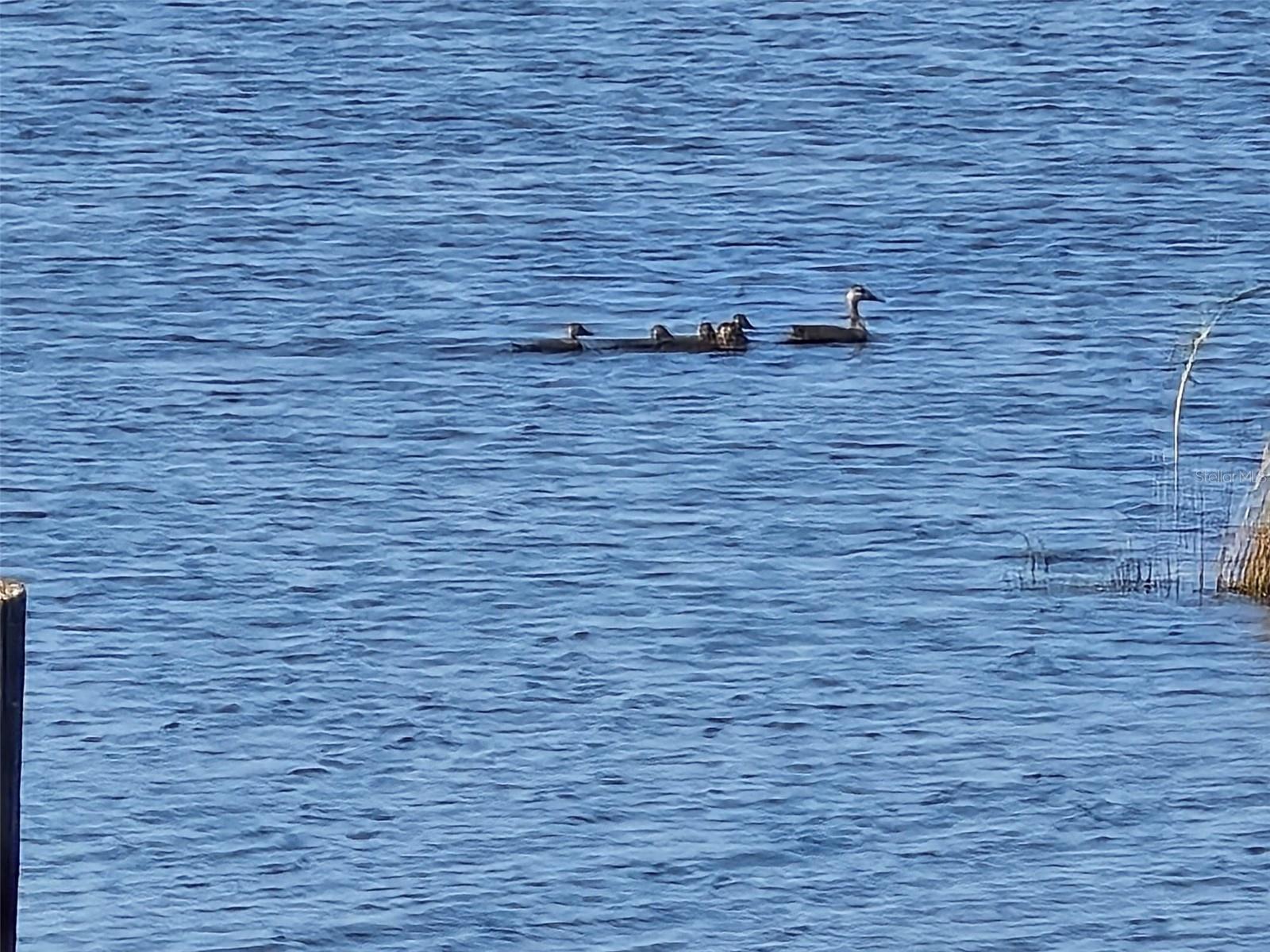Image 7 of 16 For 3381 Lake Buffum Road E