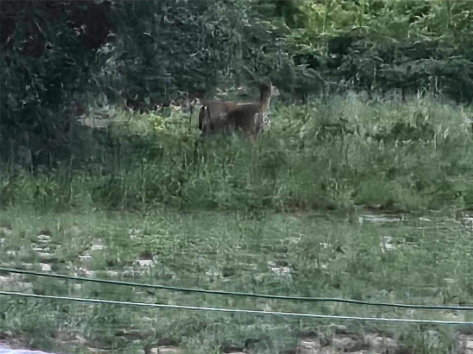 Image 19 of 29 For 643 Fazzini Road