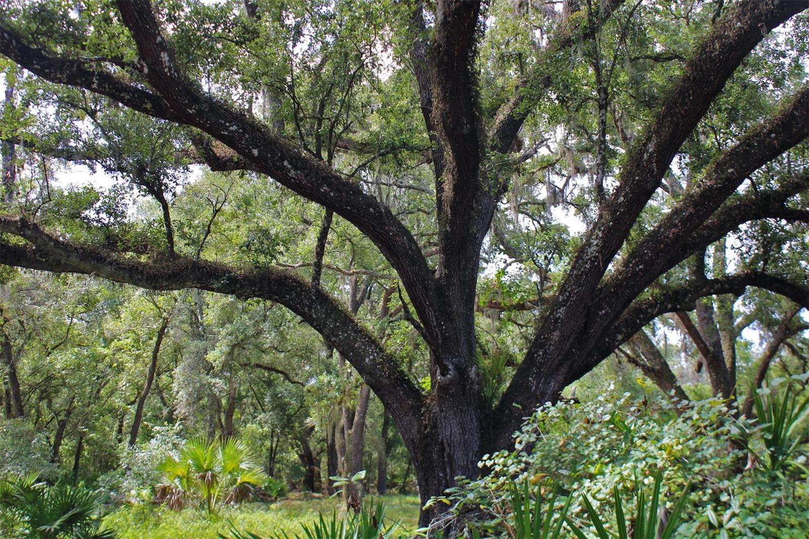 Image 12 of 28 For 2415 Live Oak Trail