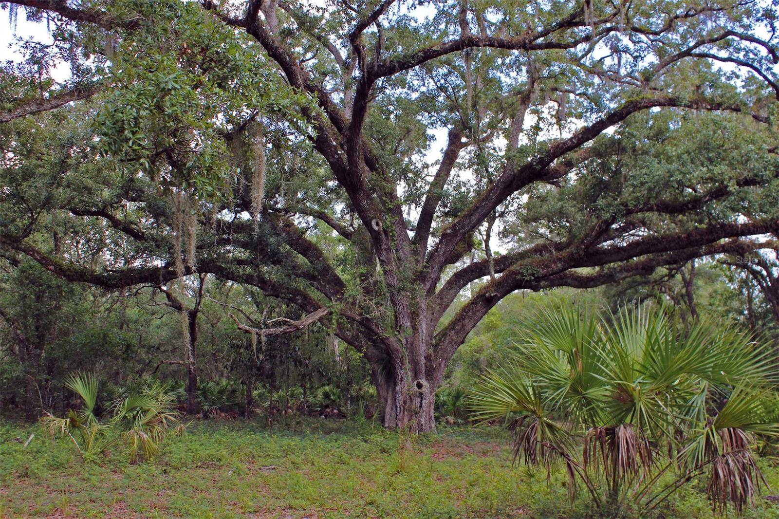 Image 16 of 28 For 2415 Live Oak Trail