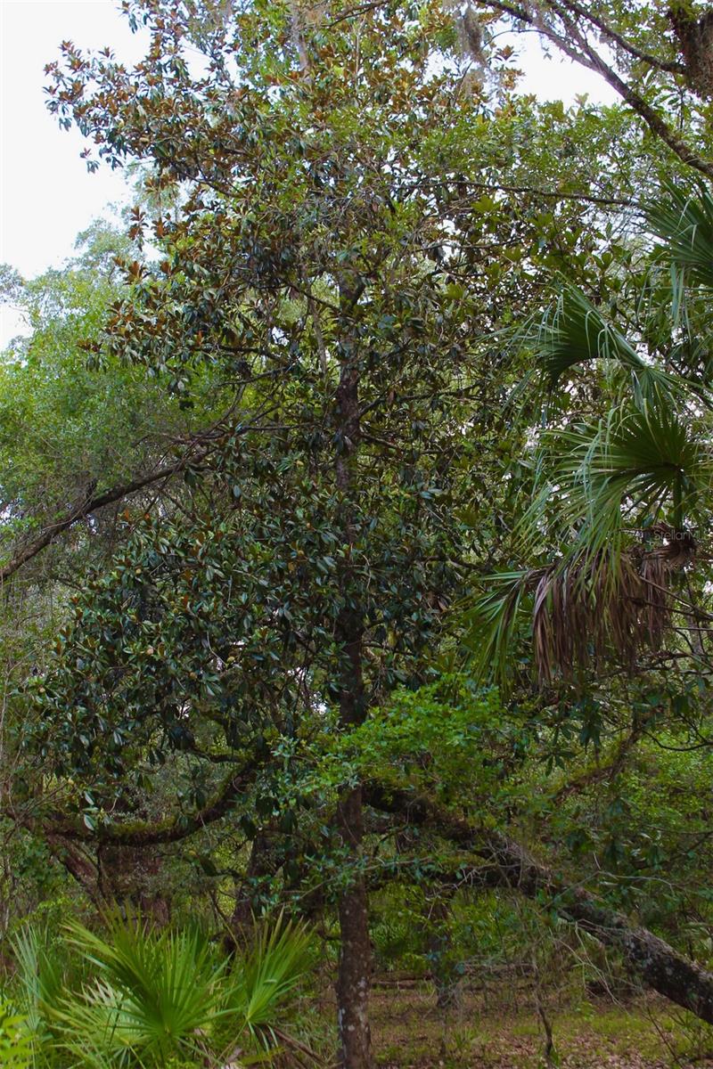 Image 21 of 28 For 2415 Live Oak Trail
