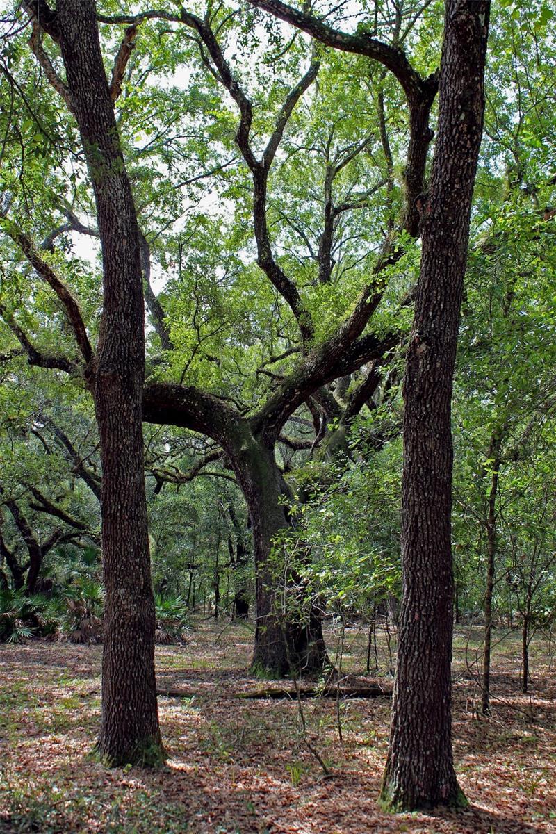 Image 22 of 28 For 2415 Live Oak Trail