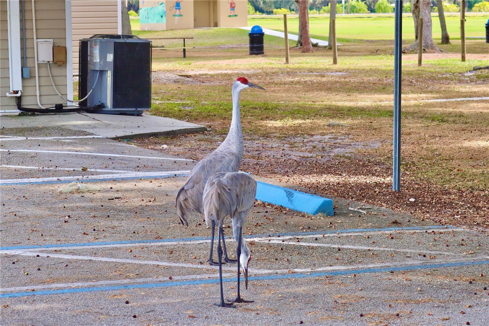 Image 49 of 49 For 6930 Parkwood Street