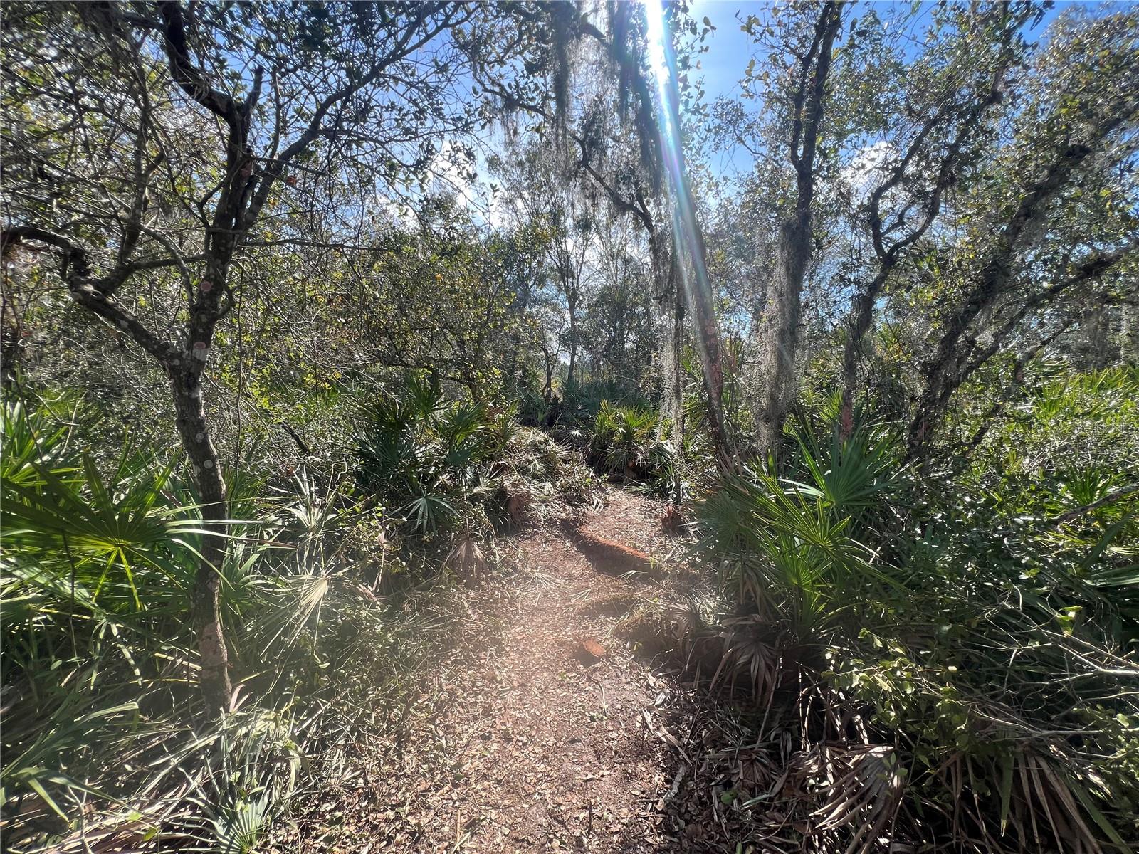 Image 6 of 52 For Silver Palm Drive