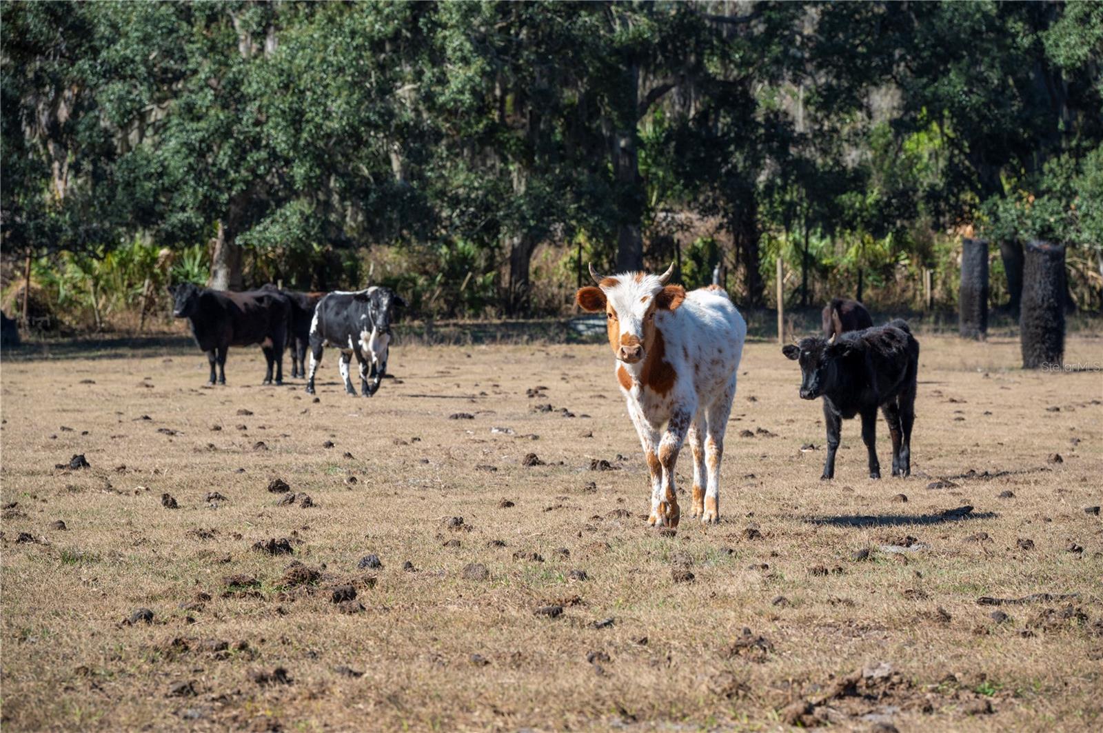 Image 35 of 60 For 6531 Durant Road