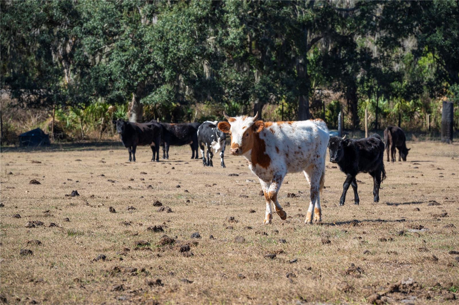 Image 36 of 60 For 6531 Durant Road