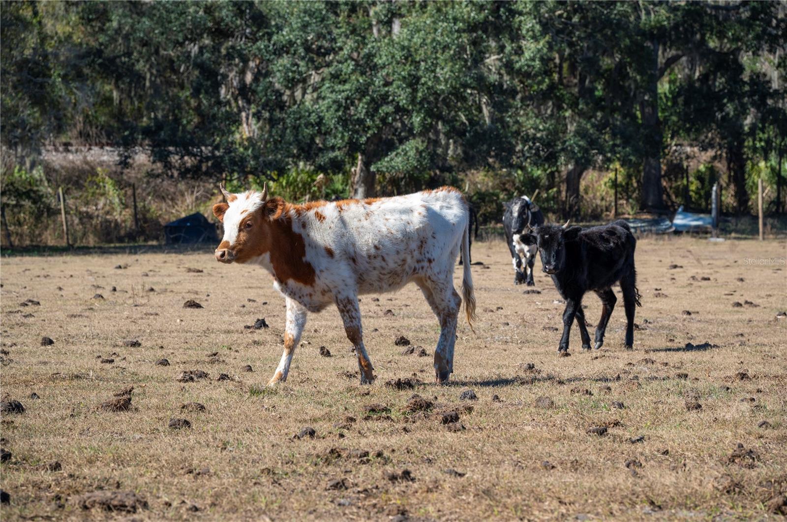 Image 37 of 60 For 6531 Durant Road