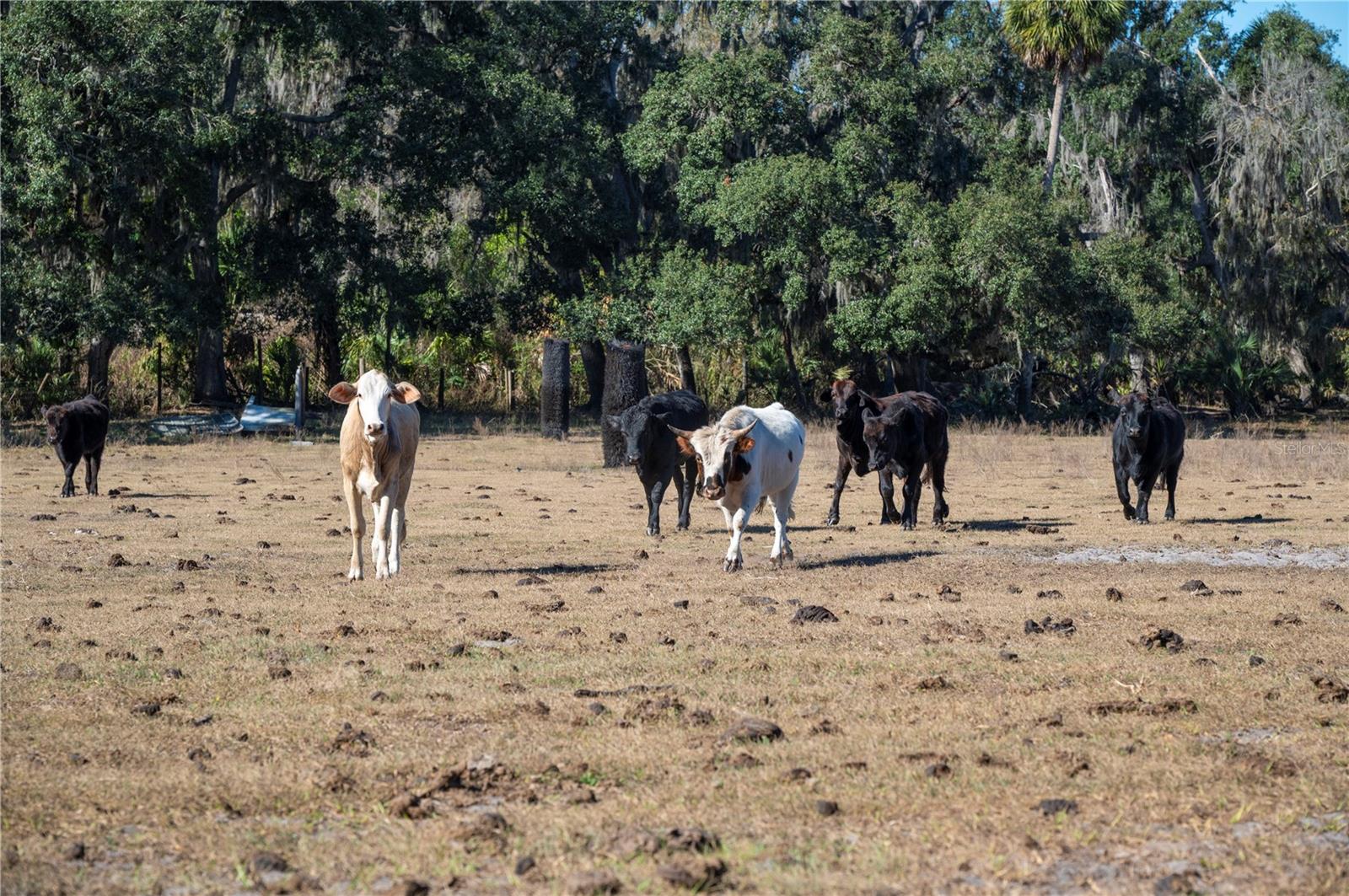 Image 38 of 60 For 6531 Durant Road