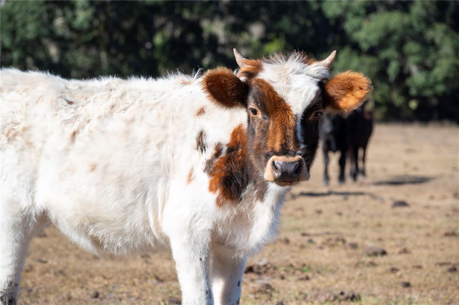 Image 39 of 60 For 6531 Durant Road