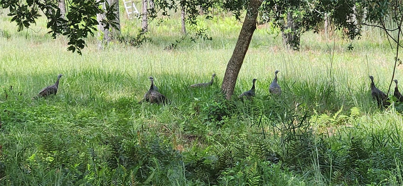 Image 79 of 86 For Gillette Road