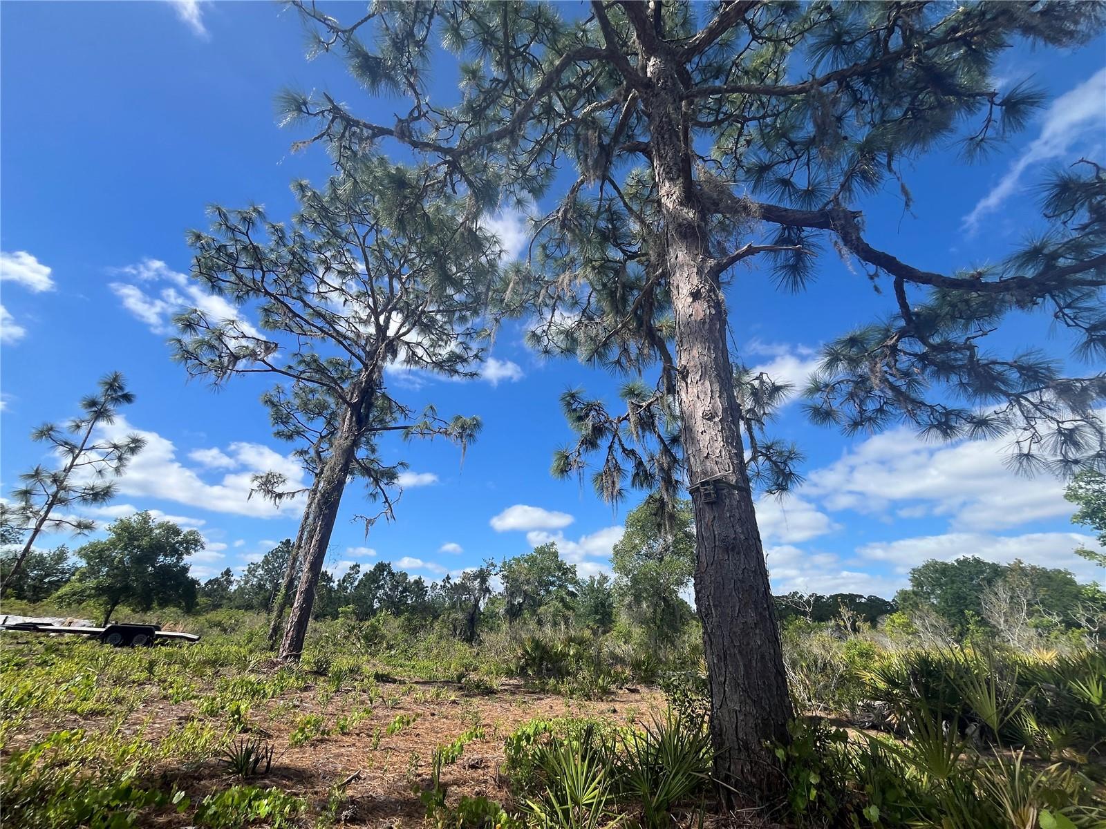 Image 28 of 35 For Fazzini Drive