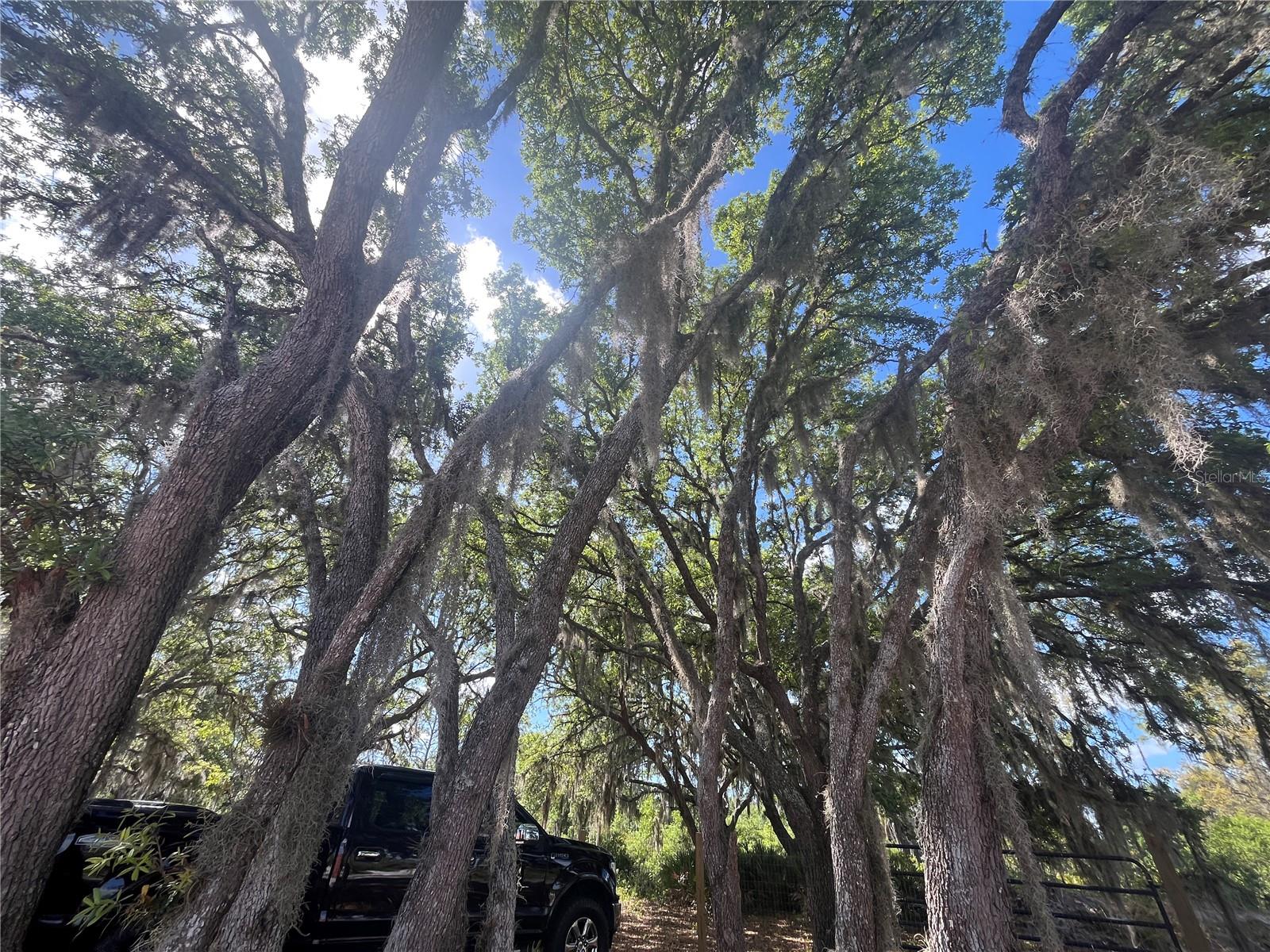 Image 35 of 35 For Fazzini Drive