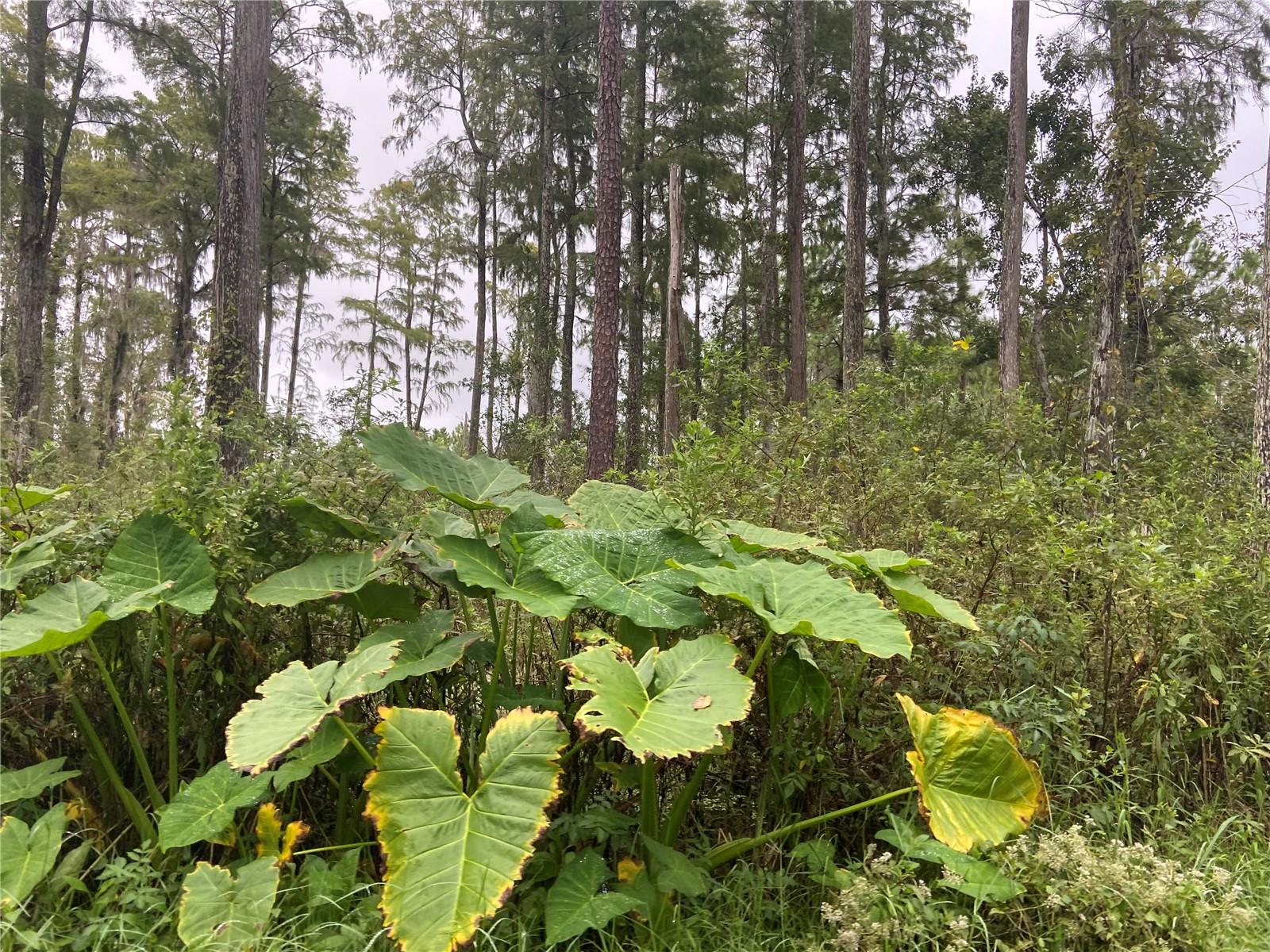 Details for No Name Parcel 28173102040230 Street, LAKE HELEN, FL 32744