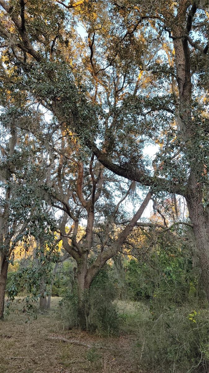 Image 51 of 55 For 213 Clifton Road