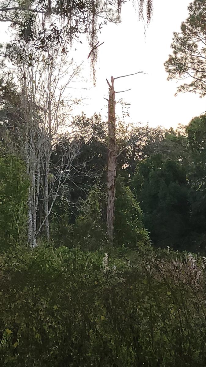 Image 55 of 55 For 213 Clifton Road