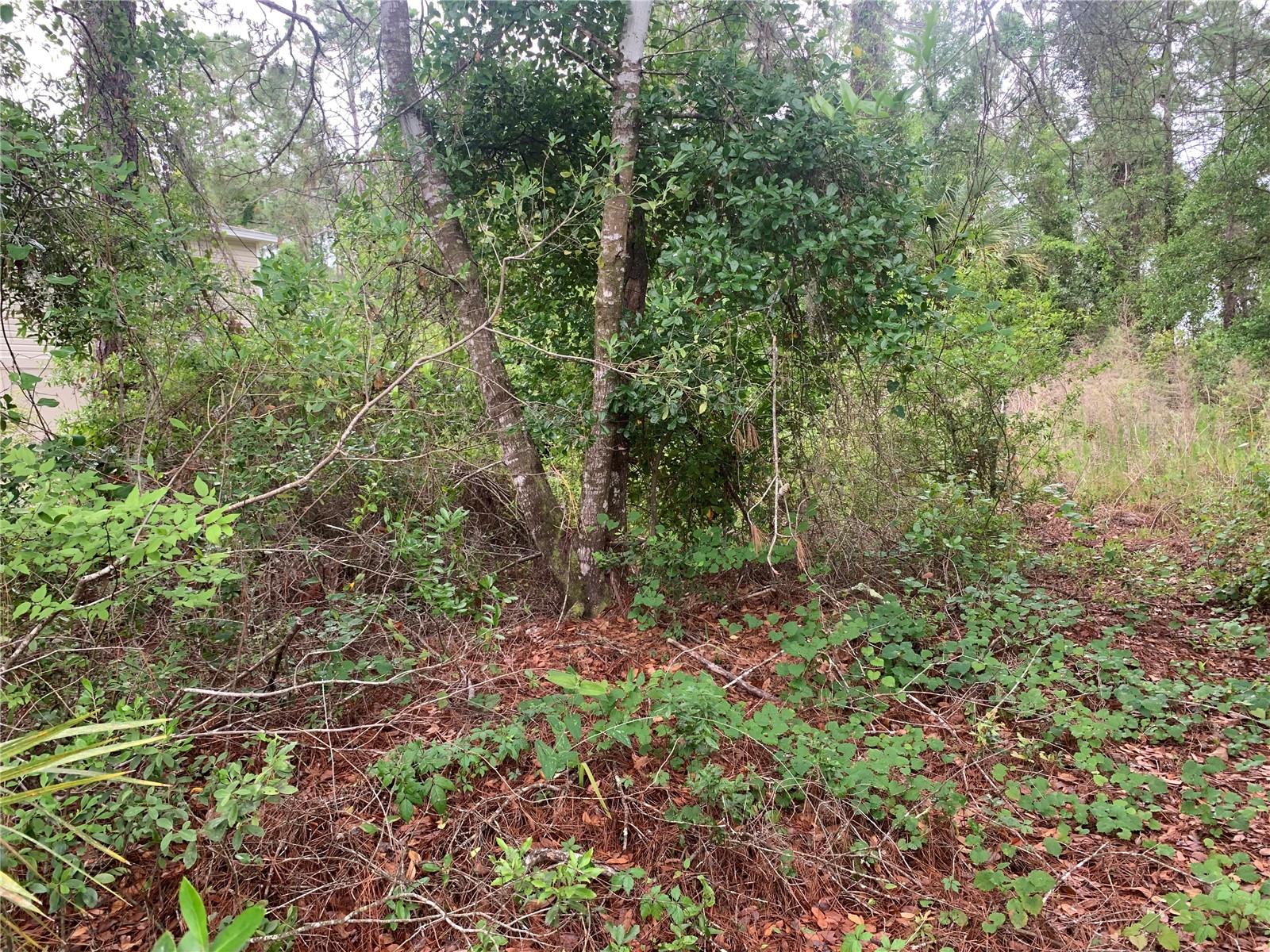 Image 3 of 5 For 525 Live Oak Loop