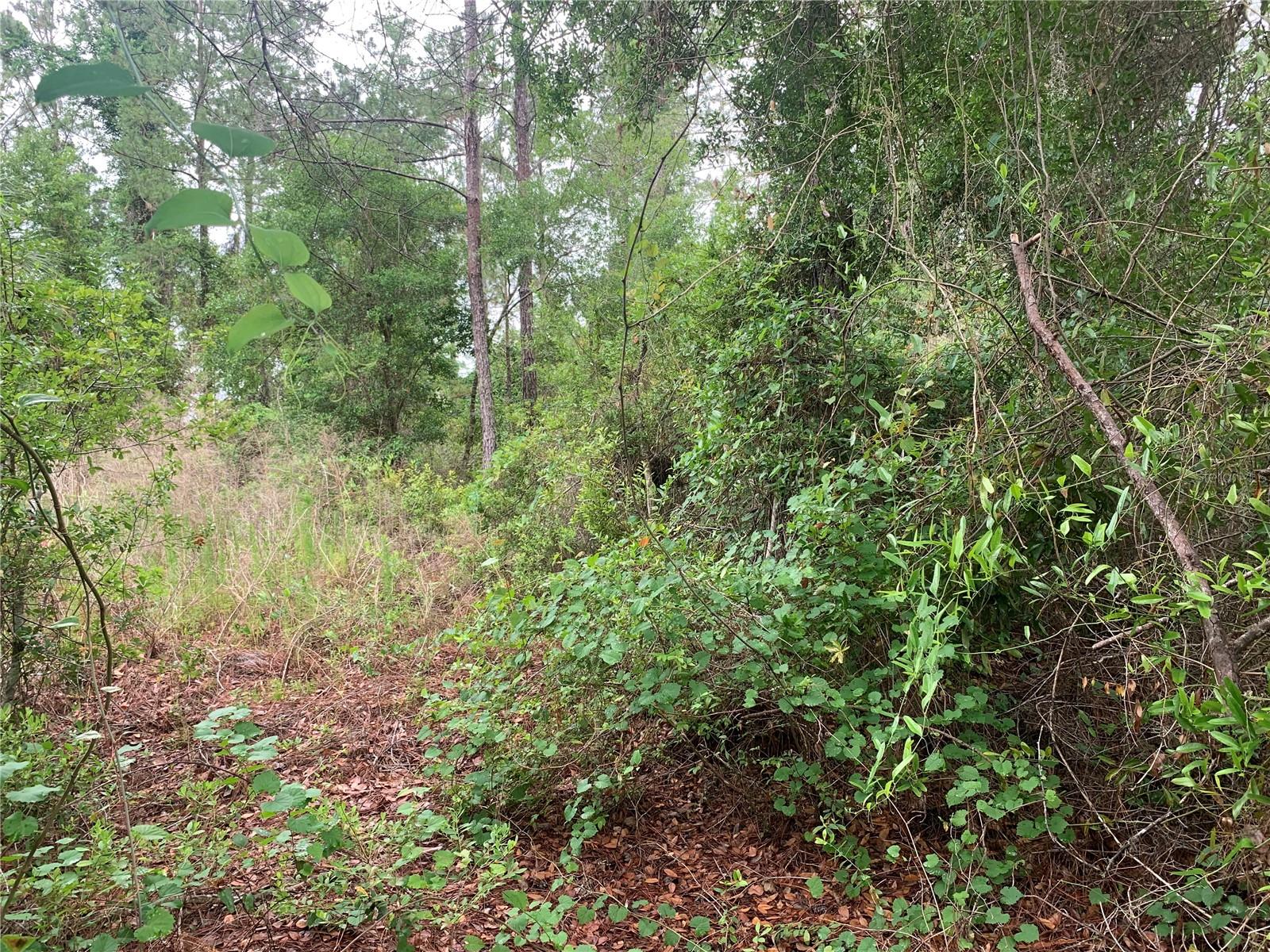 Image 4 of 5 For 525 Live Oak Loop