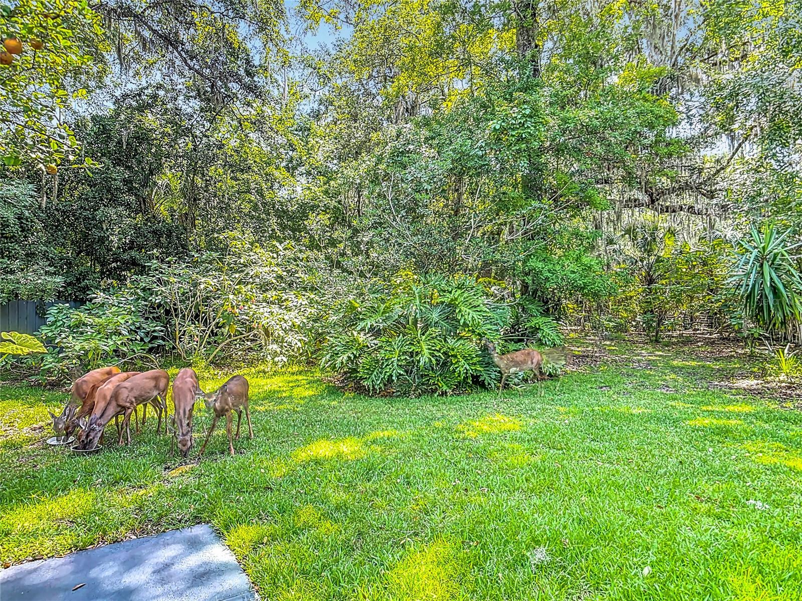 Image 63 of 70 For 4073 Chinook Lane