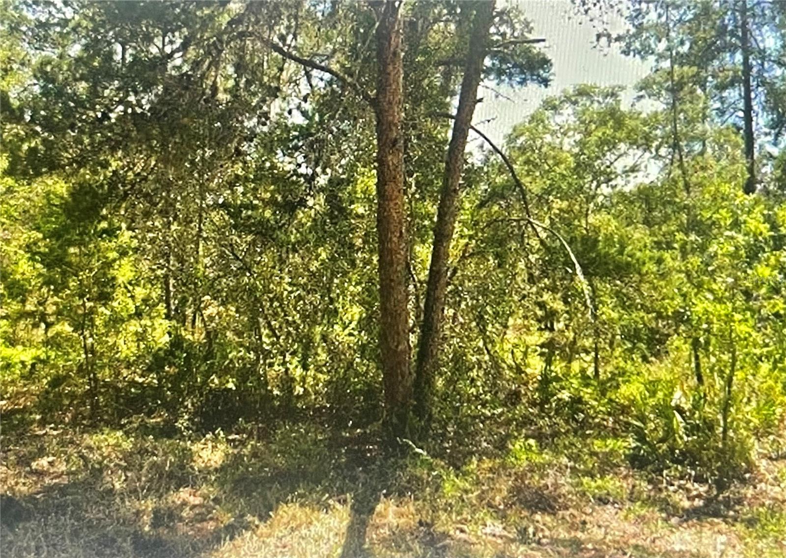 Details for 10 Dracaena Court, HOMOSASSA, FL 34446