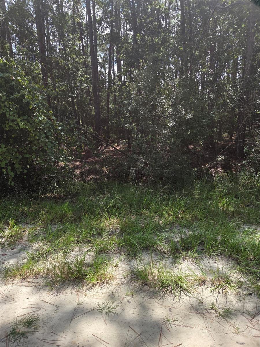 Image 2 of 2 For 100 Palmetto Lane