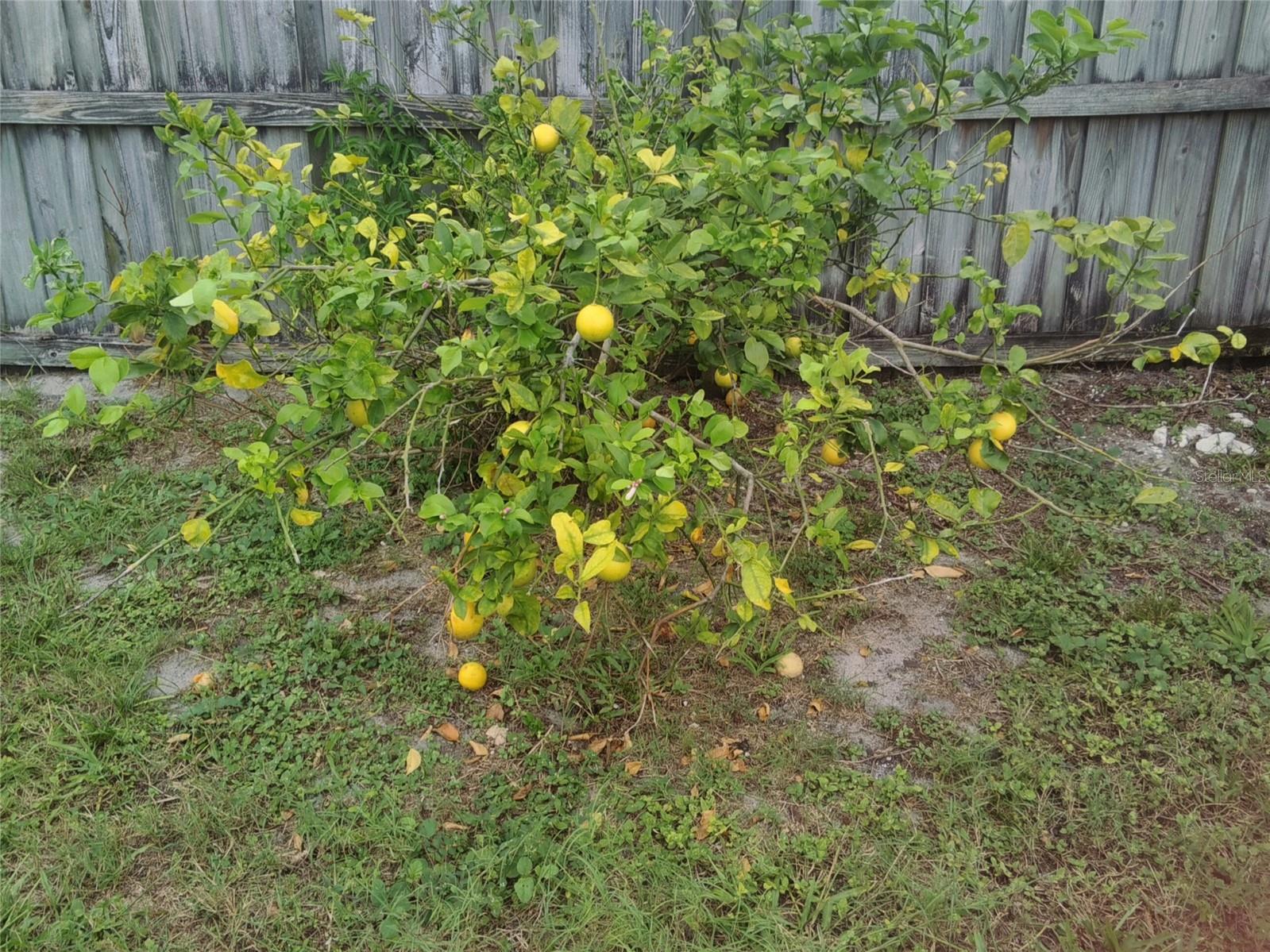 Image 43 of 44 For 1074 Wilmington Drive