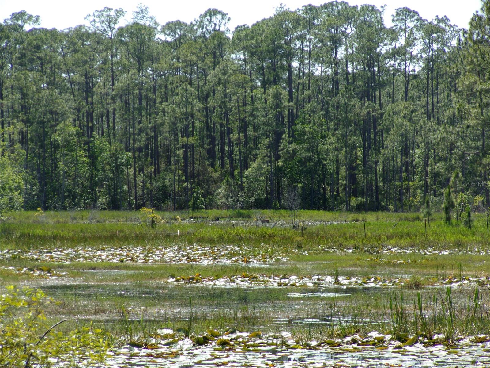 Image 18 of 60 For Deep Woods Road