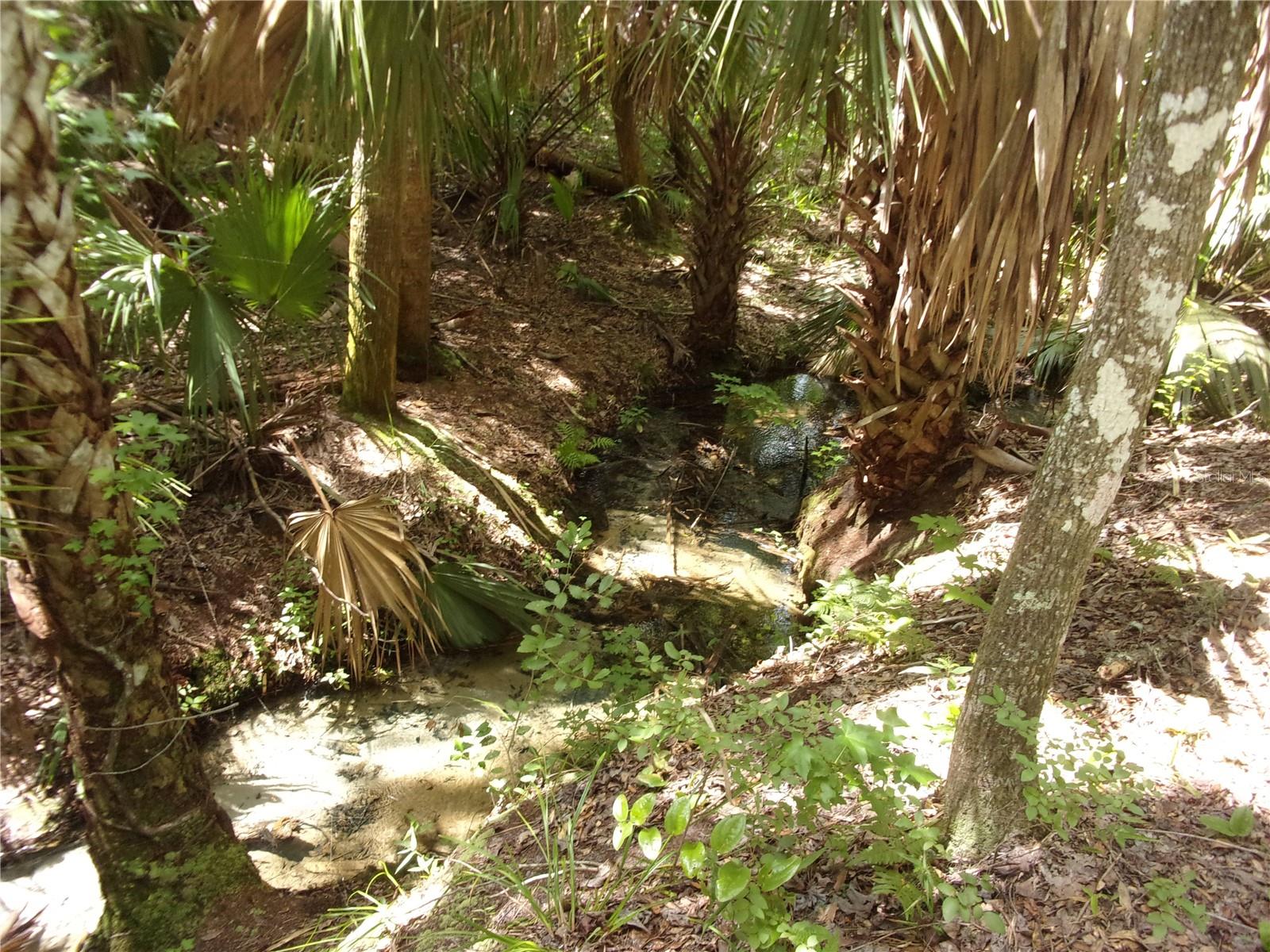 Image 27 of 60 For Deep Woods Road