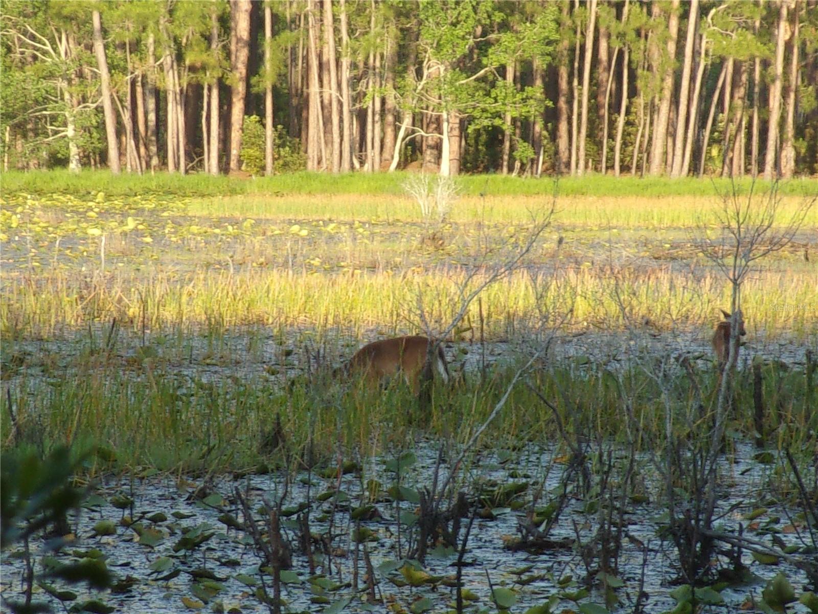 Image 7 of 60 For Deep Woods Road