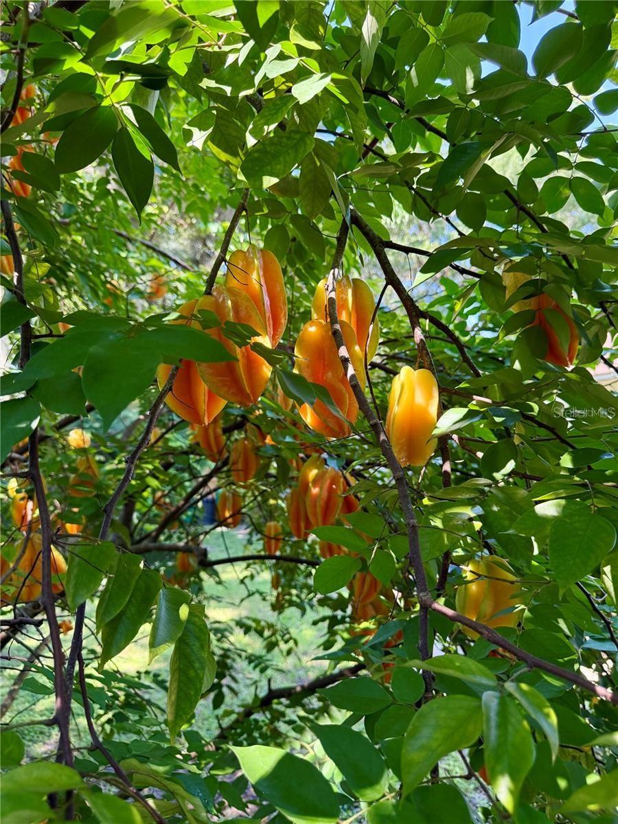 Image 34 of 38 For 611 Garfield Avenue