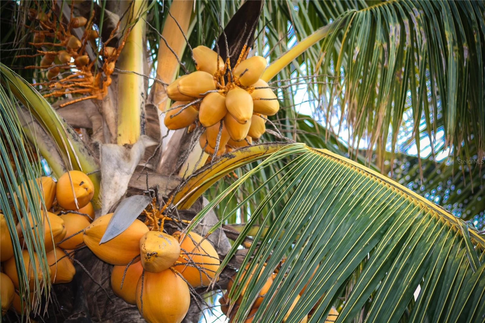 Image 72 of 90 For 568 Luna Bella Lane