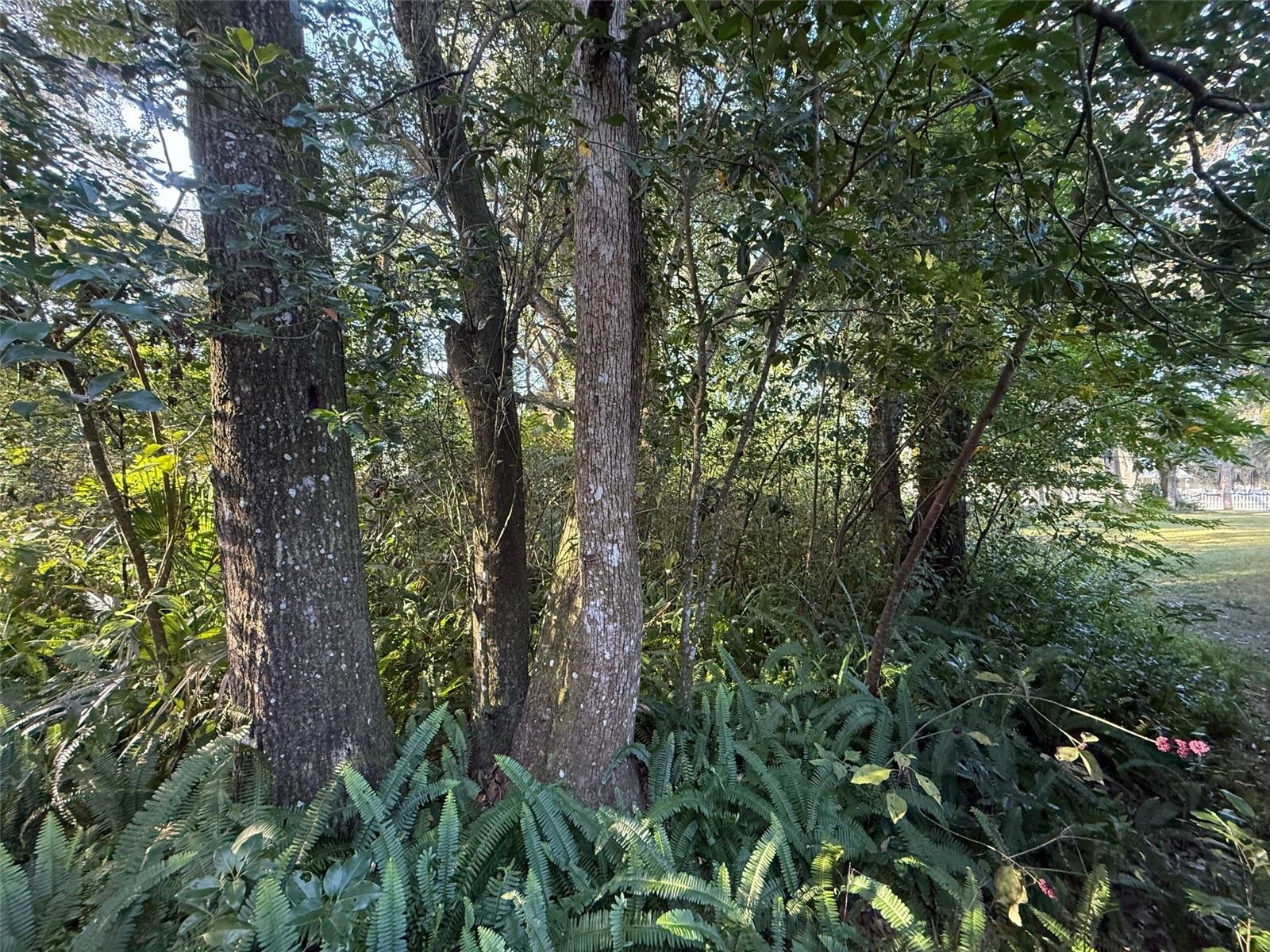 Image 14 of 19 For 300 Oak Avenue