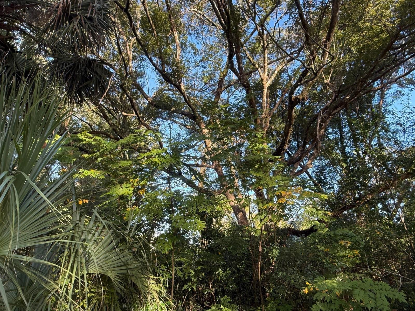 Image 5 of 19 For 300 Oak Avenue