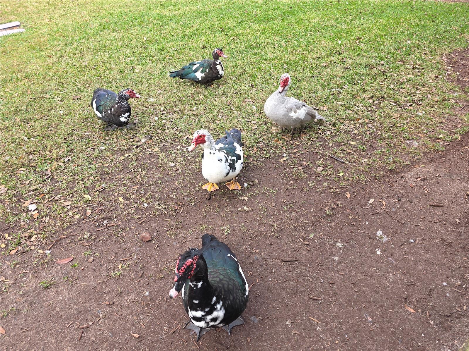 Image 35 of 42 For 104 Kelly Thomas Way