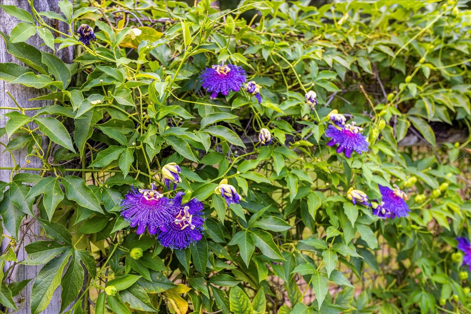 Image 65 of 67 For 3660 Grand Avenue