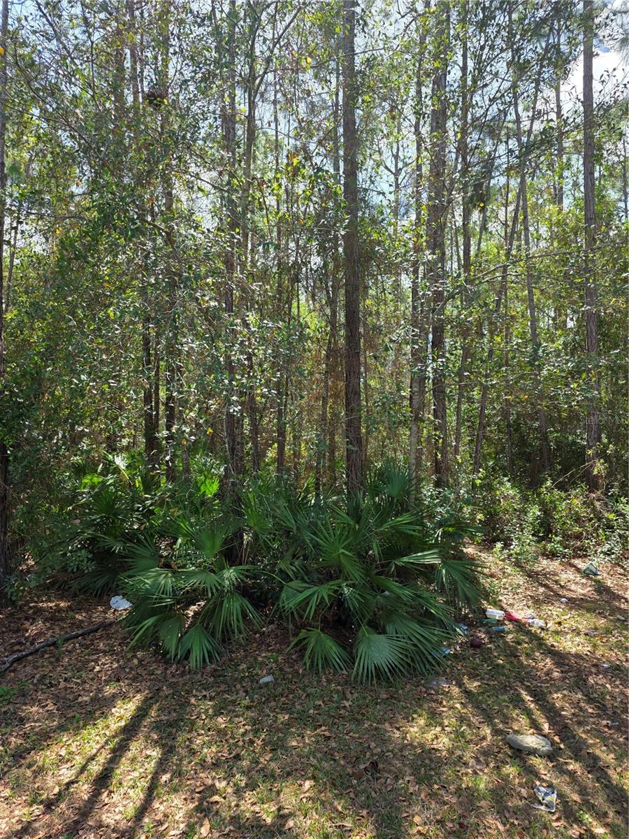 Image 12 of 13 For 24326 Maxwell