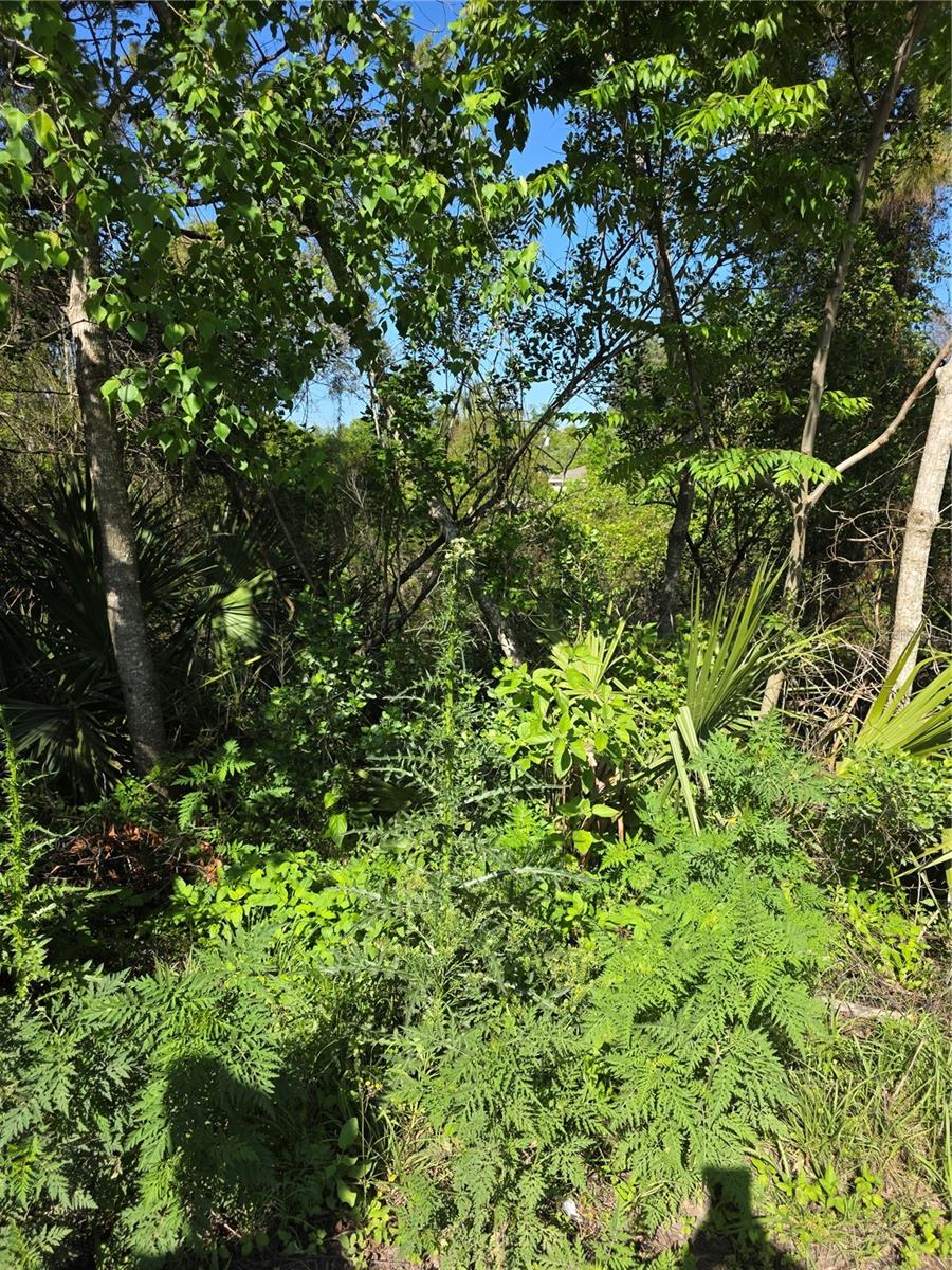 Image 2 of 5 For 226 Walnut Avenue