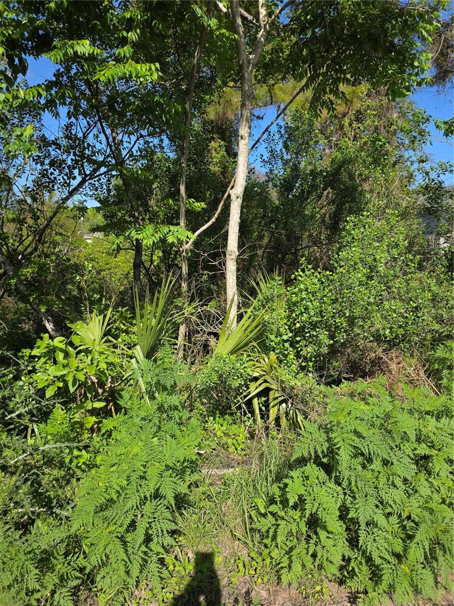 Image 3 of 5 For 226 Walnut Avenue