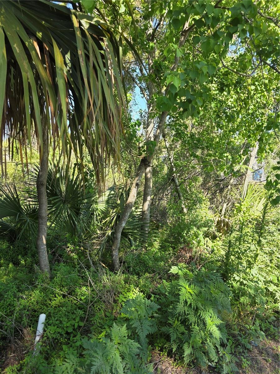 Image 4 of 5 For 226 Walnut Avenue