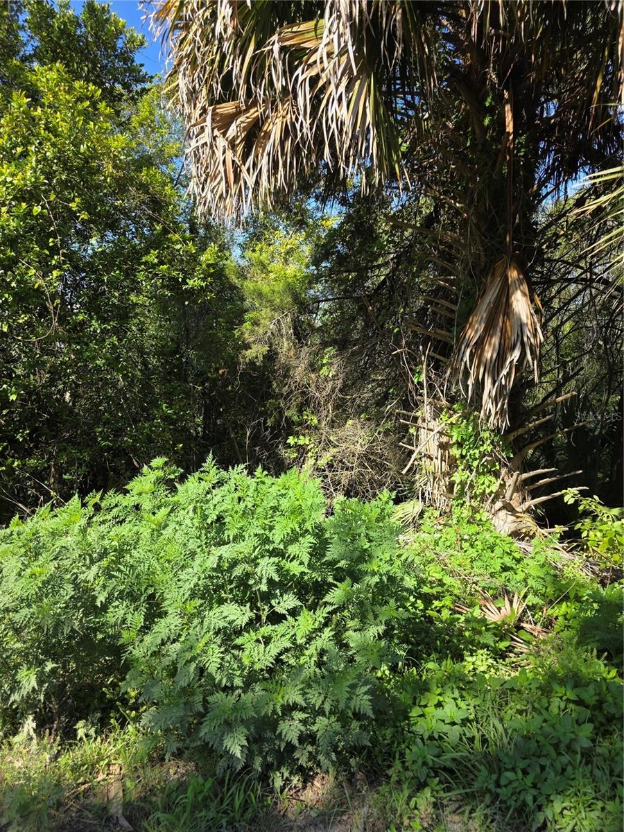 Image 5 of 5 For 226 Walnut Avenue