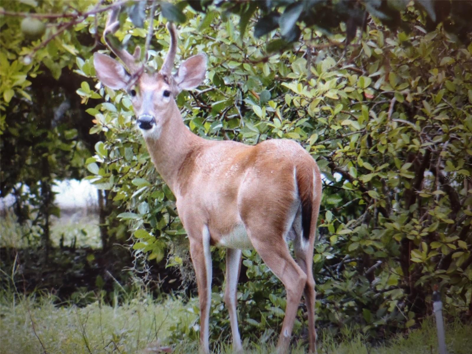Image 84 of 85 For 1403 Blackwelder Road