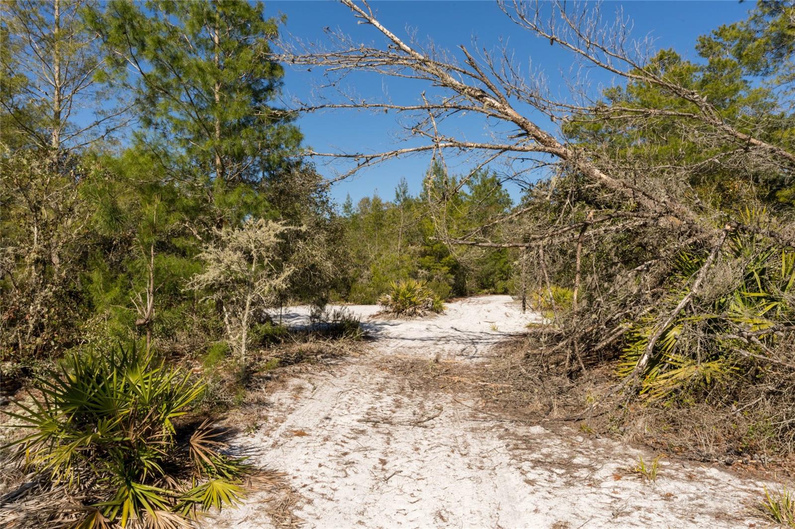 Image 12 of 13 For  North Road 
