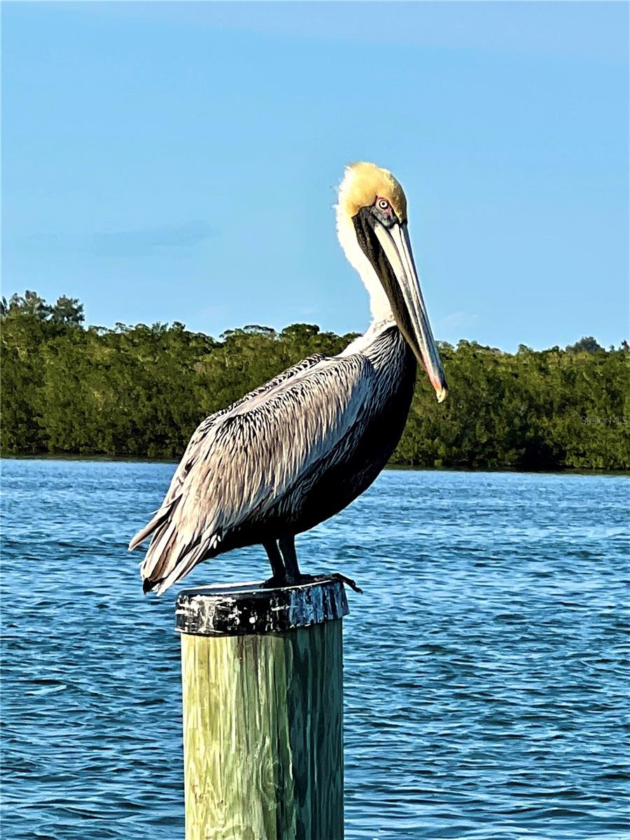 Image 31 of 36 For 8142 Little Gasparilla Island