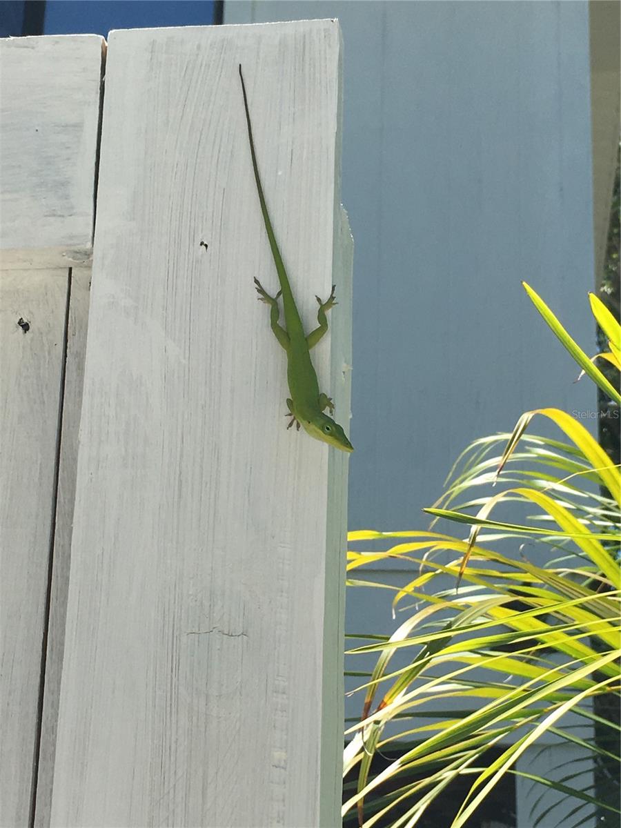 Image 15 of 20 For 8080 Little Gasparilla Island