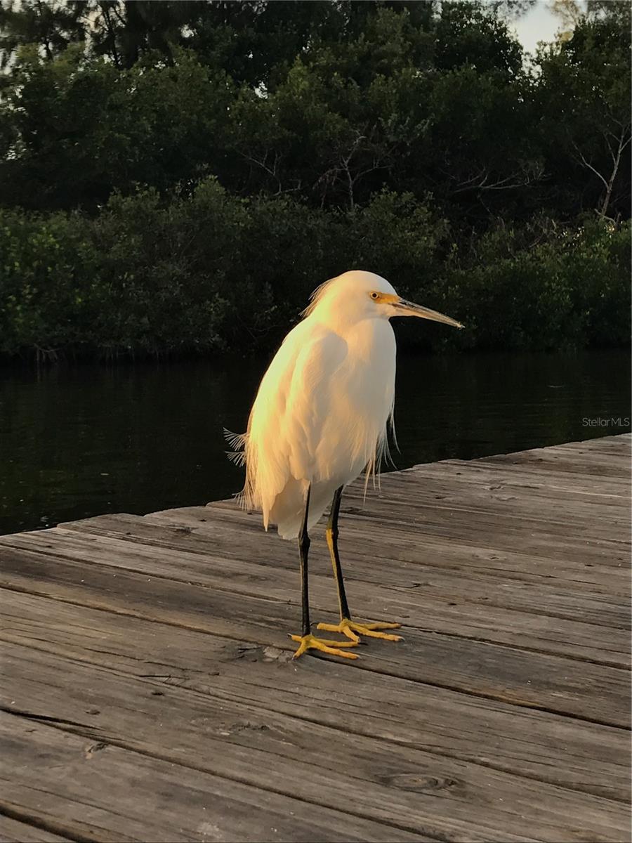 Image 7 of 16 For 8132 Little Gasparilla Island
